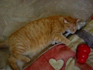 Tigrou et la corde de Dimbo- 12 fev2010 (1)