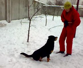 Nowy wybieg dla psów w schronisku przy ul. Bukowskiej