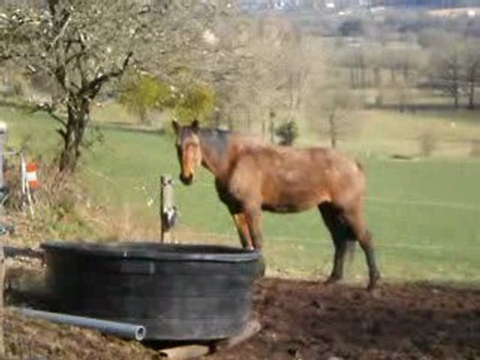 Des Chevaux Extra <3