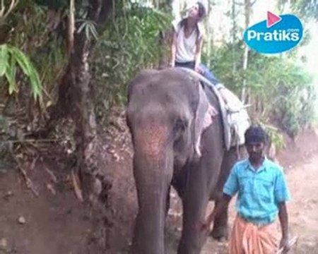 Eléphant : tout savoir sur les oreilles