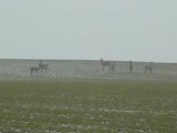 Groupe de chevreuils à Moyenvic