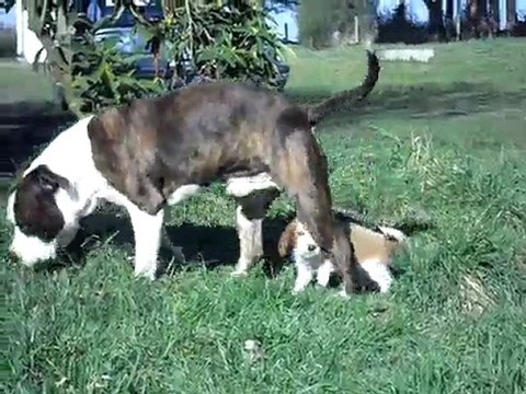 Bébés welsh le 17 février