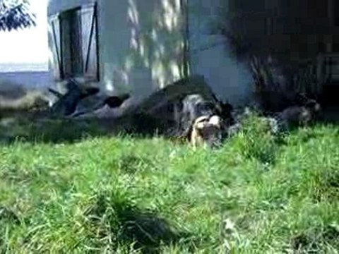 Bébés welsh le 17 février2