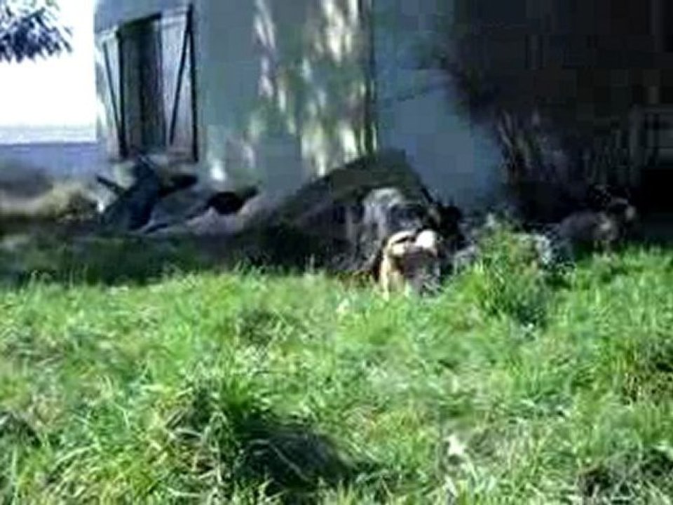 Bébés welsh le 17 février2