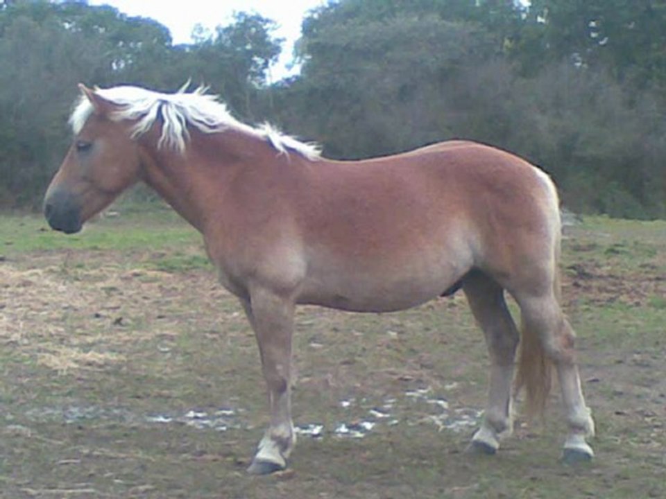 Le cheval ..
