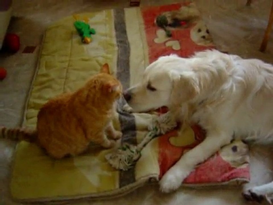 Bisou Dimbo Tigrou 14 fev 2010