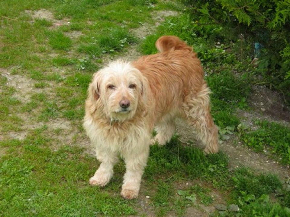 PIROUETTE NOTRE CHIENNE