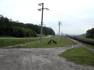 Si caii se joaca, nu-i asa