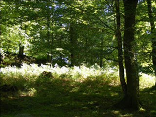 Sri-Aurobindo-17-2-10_part1.2