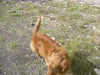 Santana Köpek Çiftliği Videosu 2