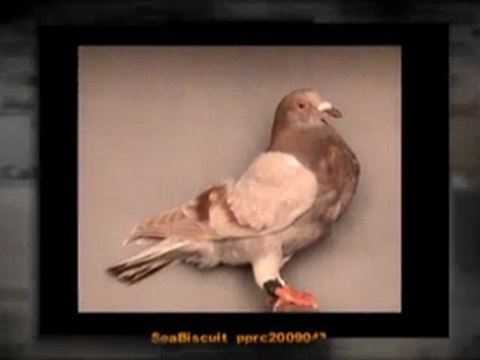 Pigeon Pals Racing Club Daily Results 211