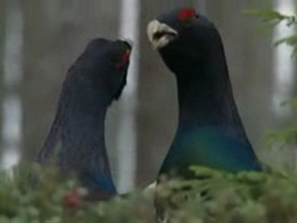 Planète Terre  Les saisons en forêt 1