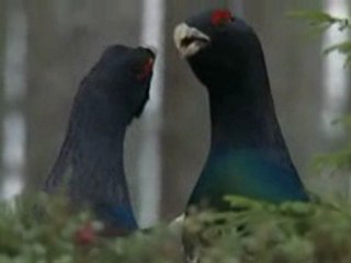 Planète Terre  Les saisons en forêt 1