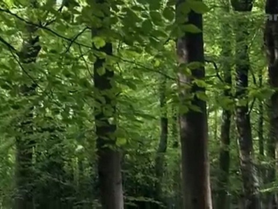 Planète Terre  Les saisons en forêt 2