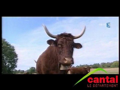 la Salers, star du salon de l'agriculture 2010 à Paris