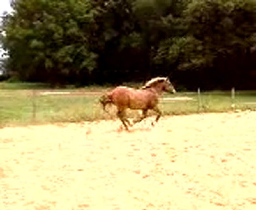 bob cheval de trait a l obstacle 2