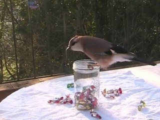 Noé le geai "je n'aime pas les bonbons"