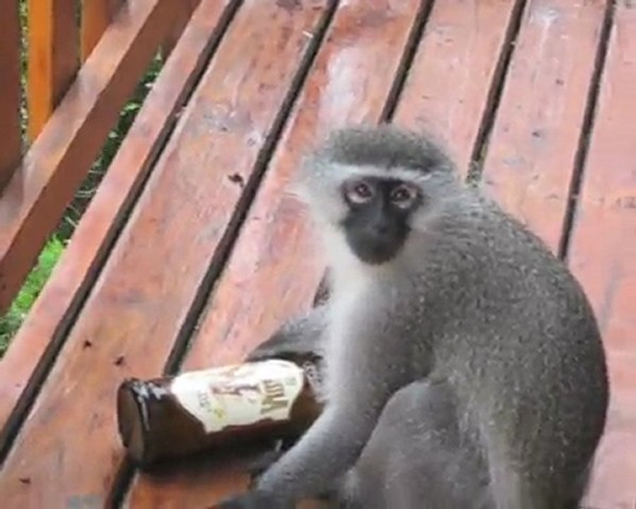 Lustige Affen beklauen Urlauber auf ihrem Balkon