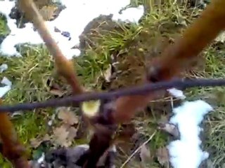 Savoie Saveurs de la vigne au vin Episode 1