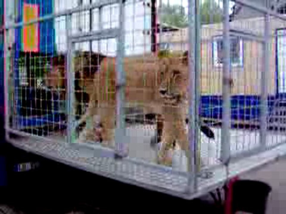 Lions dans un grand cirque français