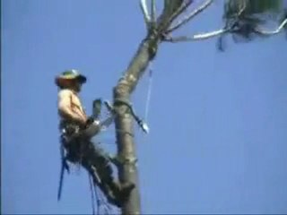 Come NON tagliare un albero