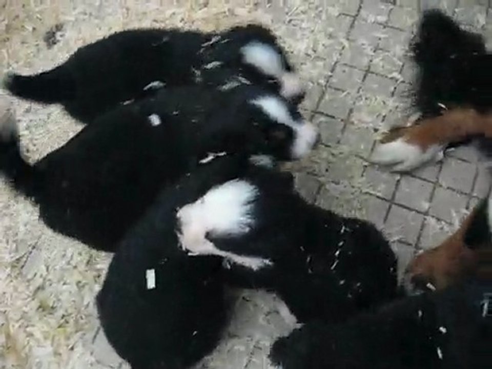 chiots bouviers bernois né le 19/01/10