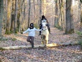 Tronc En Foret (l)