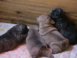 les bebes de chipie et Chreck