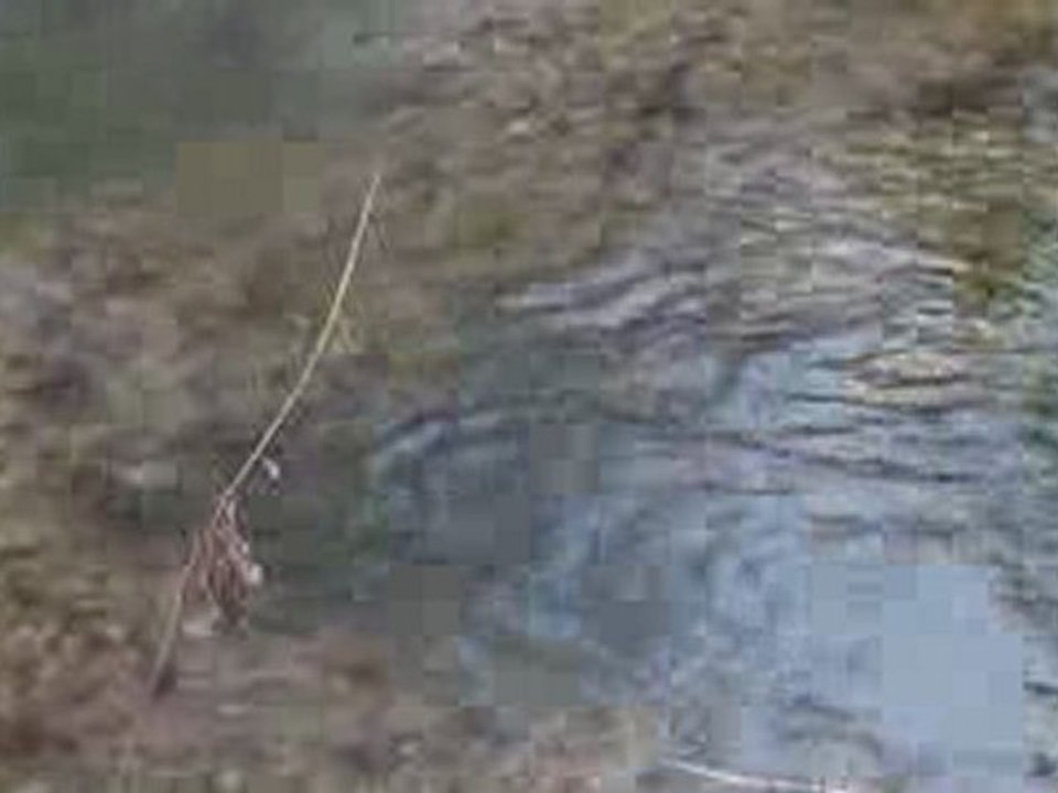 truites de mer bassin de la Touques 1