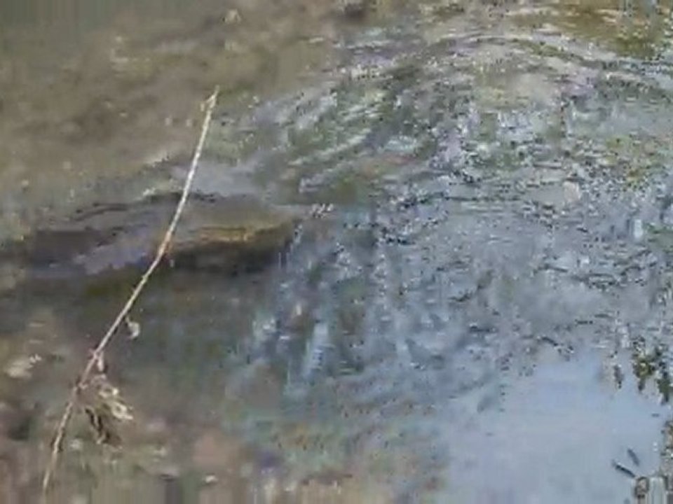 truite de mer bassin de la Touques 2