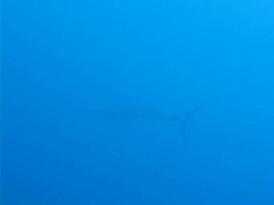 Espadon_Maldives 2010