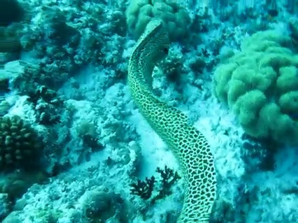 Murene en pleine eau_Maldives 2010