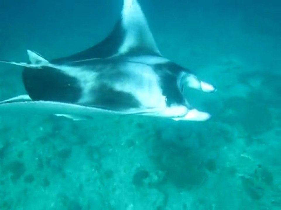 Raie Manta en snorkeling_Maldives 2010