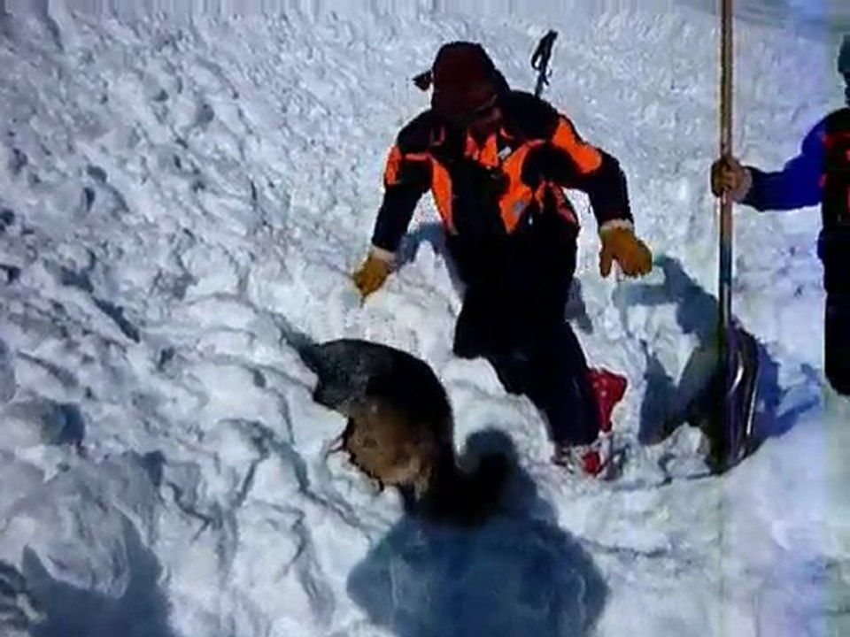 AVALANCHE Exercice Chien d'avalanche à Chamonix..FEV 2010...