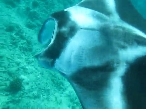 Raie Manta en snorkeling 3_Maldives 2010