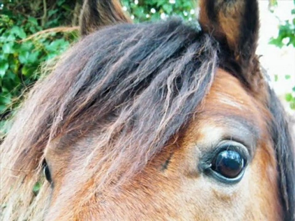 Pour ce Merveilleux petit Poney :)