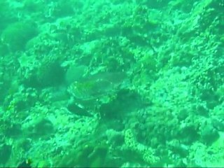 Thailande - Croisière plongée Janvier 2010