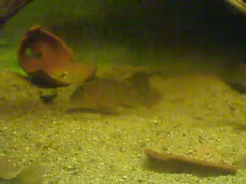 Bac amérique du sud