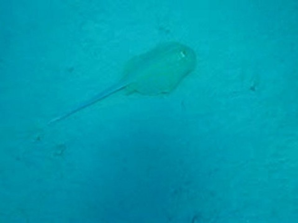 mer rouge
