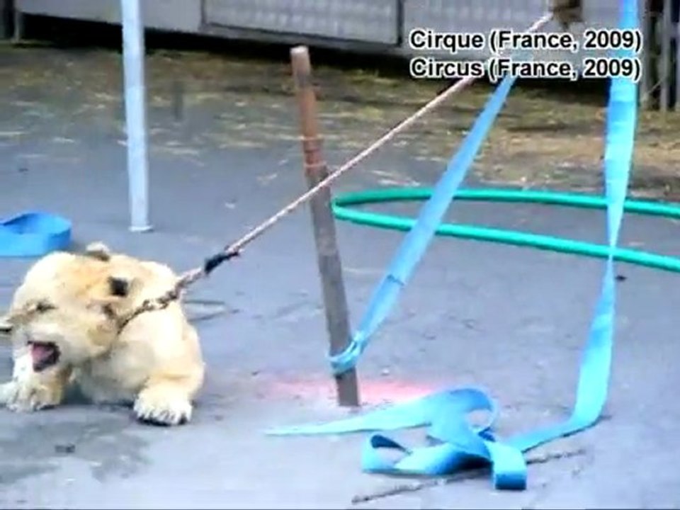 Enquête dans un cirque Zavatta