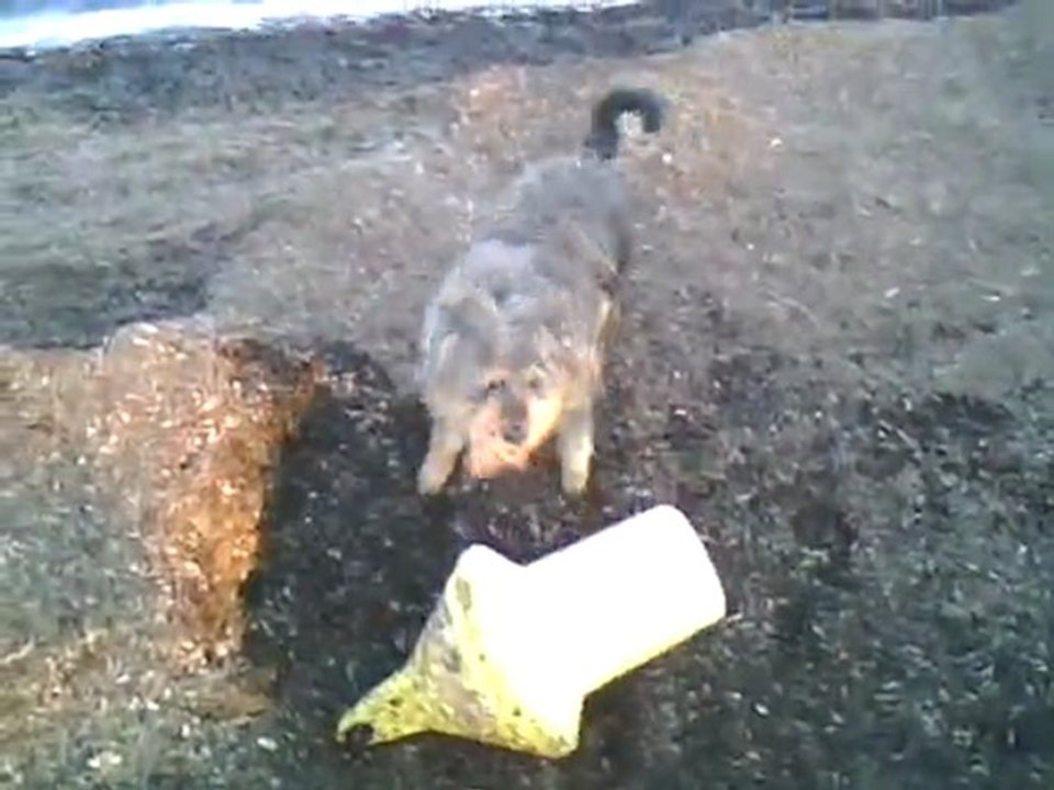 Mon chien ce pervers !!!