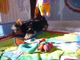 2010 15 fev chiots api ella025