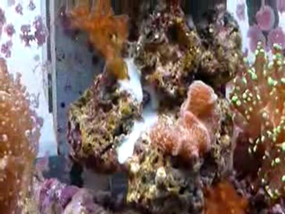 mon reef février 2010