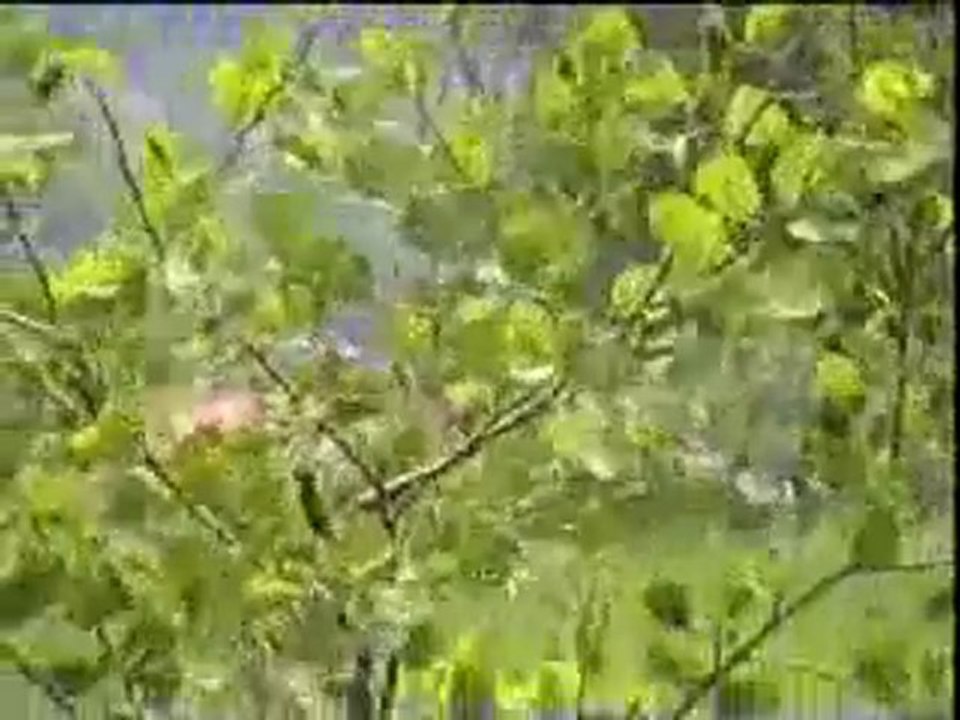 Tavuklarda Sever