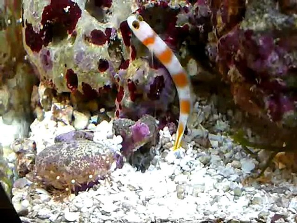 alpheus randalli et Amblyeleotris aurora