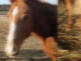 Pix de chevaux poney shetland mwa et une amie