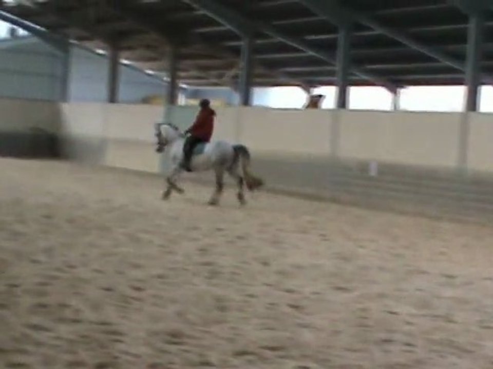 2ème stage de dressage - février 2010