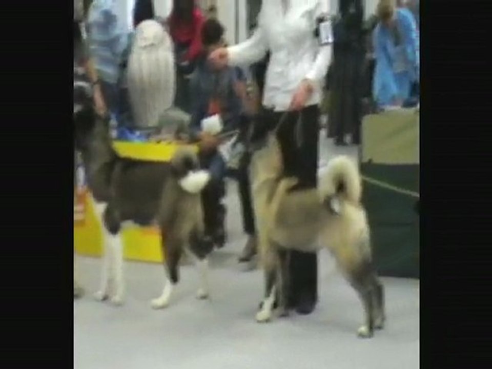 championnat du monde  akita american 2009