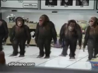 singe qui danse