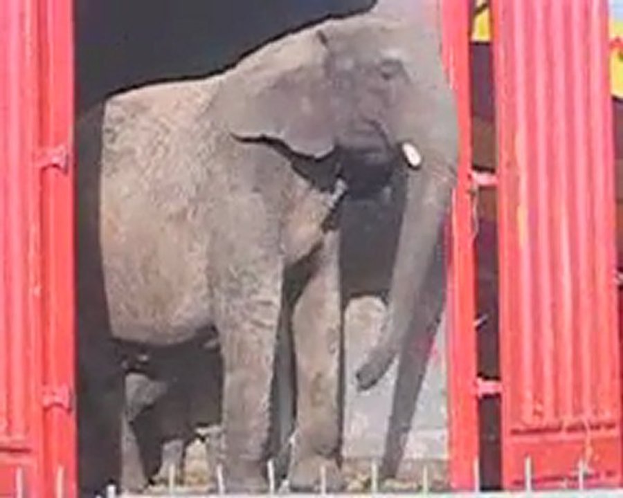 Stéréotypies d'un éléphant